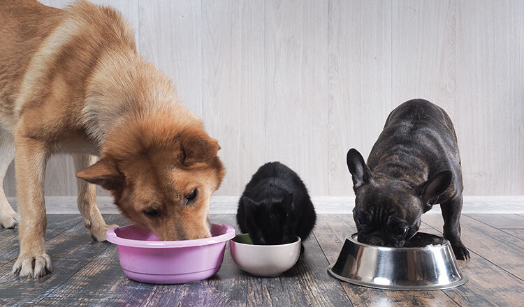 Dogs and cat eat animal feed from bowls together